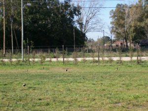Teros en Cruz del Sur
